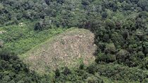 Kemenhut: Pencabutan Kawasan Hutan Harus Mengacu UU Kehutanan