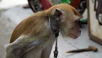 Yogya Belum Punya Regulasi Atur Topeng Monyet