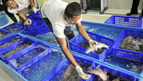 Ikan Kerapu Hasilkan Devisa US$ 10,52 Juta