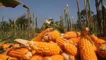 Bengkulu Kembangkan Jagung di Lahan 11.000 Hektare