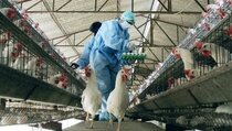 Gadis Kamboja 10 Tahun Meninggal karena Flu Burung