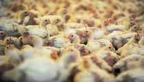 Mabuk Berat, Pemuda Ini Bunuh 70.000 Ekor Ayam