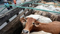 Fapet UGM: Pemerintah Perlu Kembangkan Konsep Angus Beef