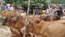 Belasan Sapi di Seluma Mati Mendadak