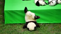 23 Bayi Panda Pemalu Debut di Depan Publik