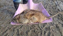 Inggris Dilanda Wabah Tikus 