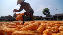 Gorontalo Jadi Prioritas Pelaksanaan UU Pangan