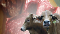 Daging Kerbau Impor Redam Harga Daging Sapi
