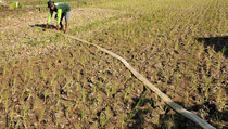 Kemarau Panjang, Petani Lebak Menganggur