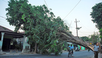 Awas! 120 Pohon di Kota Bogor Rawan Tumbang