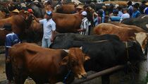 Panitia Idul Adha Kota Kupang Bagikan Hewan Kurban ke  Non-Muslim