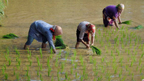 Indef : Kunci Utama Produksi Padi adalah Produktivitas