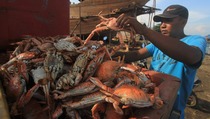 Menteri Trenggono Dorong Balai KKP Tingkatkan Produksi Rajungan