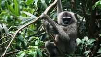 Cagar Alam Gunung Tilu Dapat Tambahan Owa Jawa
