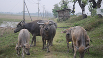 Lebak Siap Pasok Daging Kerbau Hadapi Lebaran