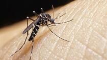 Picu Kontroversi, Otoritas Florida Akan Sebar 750 Juta Nyamuk Dengue