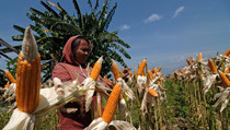 Jagung Impor Tertunda, Harga Pakan Ternak Bakal Naik 5% (2-habis)