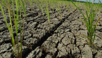 975 Hektare Sawah di Bombana Kekeringan