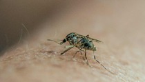 Virus Zika, Alamiah Atau Rekaya Manusia?