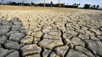 Lebih dari 5.000 Hektare Sawah di Sultra Kekeringan
