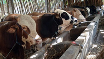 Gelar Perkara, Penimbun Sapi Belum Jadi Tersangka