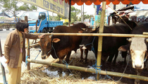 Jelang Idul Adha, 1.000 Sapi Jalani Pemeriksaan