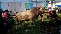 Tiga Lembu Mengamuk Saat Akan Disembelih di Medan
