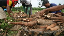 9,53 Juta Ha Lahan Rawa untuk Pangan