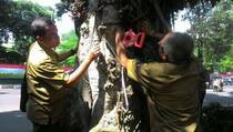 Warga Bogor Dilarang Berteduh di Bawah Pohon Bertanda Merah