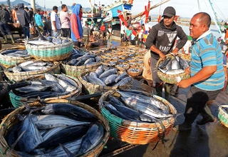 Biar Cerdas, Masyarakat Indonesia Diajak Makan Ikan seperti Orang Jepang