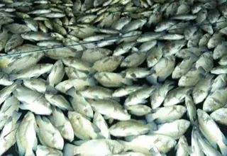 Puluhan Ton Ikan Mati Mendadak di Waduk Darma Kuningan