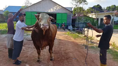 Sapi jenis Limousine di Balikpapan, Kaltim.