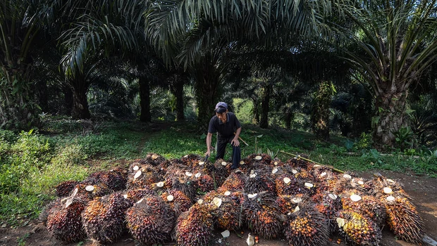 Petani Sawit.