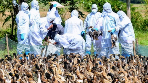 Petugas kesehatan memusnahkan bebek setelah wabah flu burung di kota Aimanam merebak di distrik Kottayam, negara bagian Kerala, India selatan pada Rabu 15 Desember 2021. 