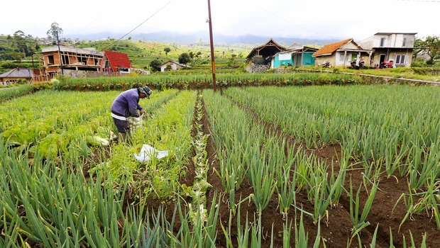 Petani memanen tananam sayur di Sukabumi, Jawa Barat. Jamkrindo akan terus melakukan program pemberdayaan, dengan memperkuat dan mereplikasi model pemberdayaan di daerah.