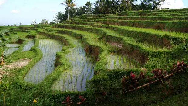 Ilustrasi pertanian subak di Bali.