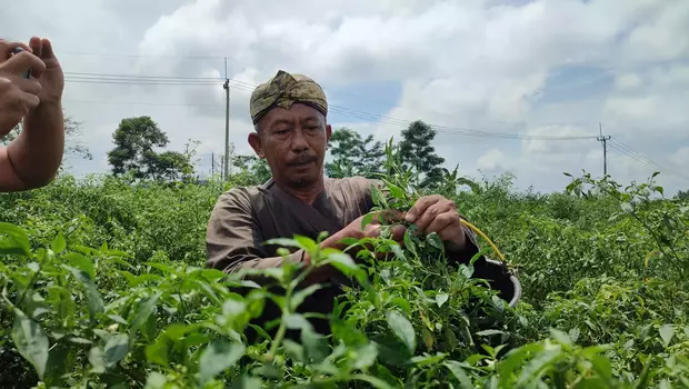 Under sanctions cambodian. Индонезия плантации. Урожай чая.