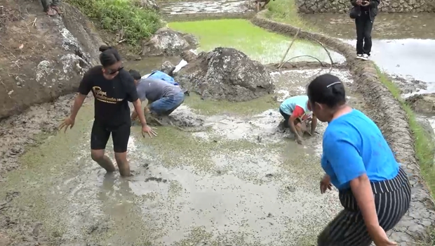 Wisatawan berusaha menangkap belut di lokasi wisata Kalimbuang, Lembang Benteng Ka’do, Kecamatan Kapalapitu, Kabupaten Toraja utara, Sulawesi Selatan, Sabtu, 11 Maret 2023.