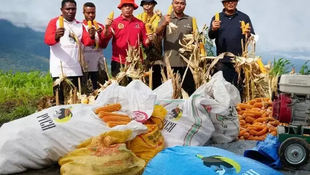 Deputi IV Bidang Intelijen Ekonomi BIN yang juga pembina Papua Muda Inspiratif (PMI) Papua Made Kartikajaya memanen jagung di kawasan Kampung Kwadeware dan Kampung Doyo Lama, Distrik Waibu, Jayapura, Papua, Minggu 12 Maret 2023. 