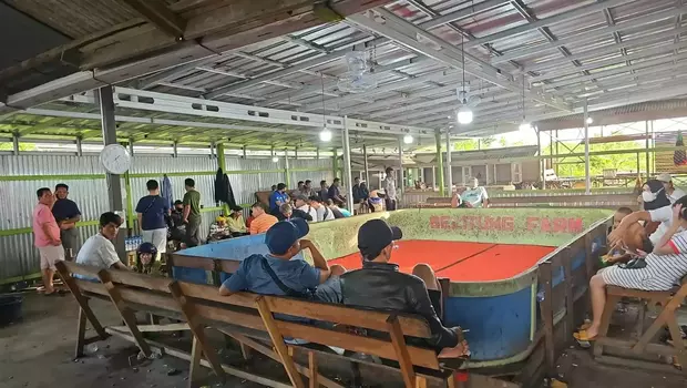 Arena judi dadu dan sabung ayam di Banjarmasin, beromzet ratusan juta.