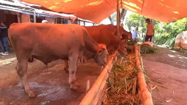 Suasana bursa hewan kurban di Kemuningsari Lor, Kecamatan Arjasa, Jember, Jawa Timur, Kamis, 1 Juni 2023.