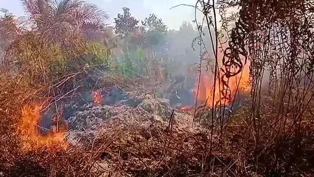 Berdasarkan data BPBD Kota Palangka Raya, sedikitnya sudah ada 17,75 hektare lahan gambut yang berada di pinggiran Kota Palangka Raya ludes terbakar dari 18 kejadian yang dilaporkan.