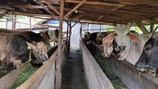 Penjualan hewan kurban sudah mulai ramai di Kota Depok, Jawa Barat.