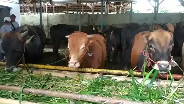 Hewan kurban di Pasar Jonggol, Kabupaten Bogor, Jawa Barat, Kamis, 8 Juni 2023.