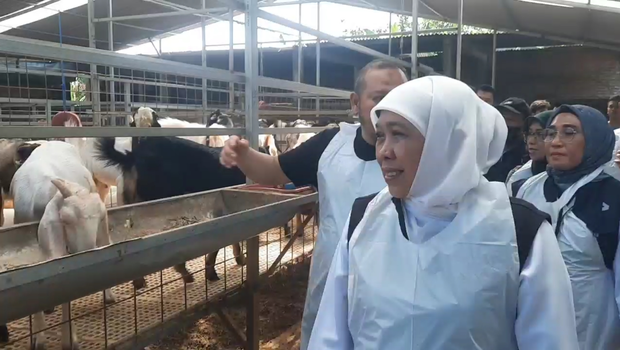 Gubernur Khofifah meninjau langsung hewan kurban di Jatim.