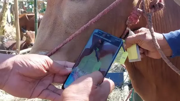 Pedagang hewan kurban di wilayah Surabaya, Jawa Timur, menggunakan barcode untuk mengetahui kondisi kesehatan dan riwayat pemberian vaksinasi.
