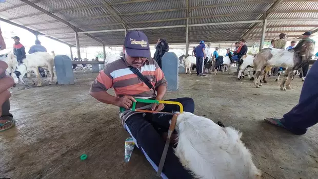Sutomo penyedia jasa salon kambing sedang melakukan perawatan pada hewan kurban.