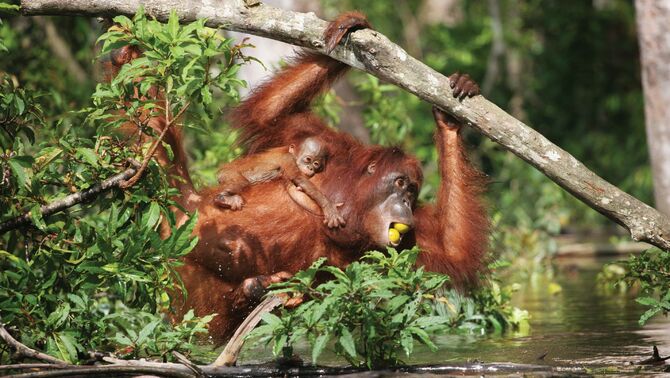 Induk dan bayi Orangutan di Pulau Kaja, Kalimantan Tengah. FOTO: Regina Safri