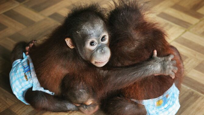 Dua bayi Orangutan di baby's room Samboja Lestari, Kalimantan Timur. FOTO: Regina Safri