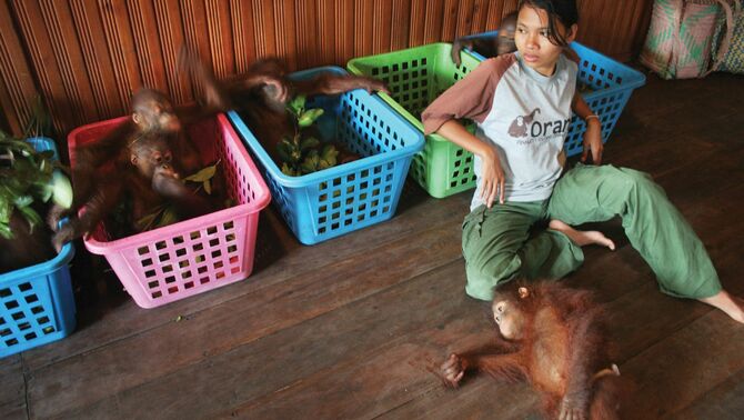 Seorang baby sitter menemani sejumlah bayi Orangutan tidur di Nyaru Menteng, Kalimantan Tengah. FOTO: Regina Safri